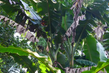 Evin bahçesinde yetişen bir muz ağacının manzarası. Muz ağaçları sadece bir kez meyve verir ve meyve verdikten sonra ölür..