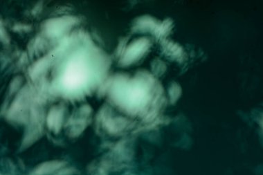 mavi arkaplan, beton duvar, tropikal yaprağın yumuşak gölgesi.