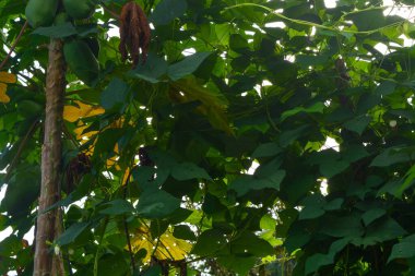 Endonezya Woosobo 'da çiçek yetiştirmeye başlayan evin yakınındaki bitkilerin yakın görüntüsü. Kimse yok..