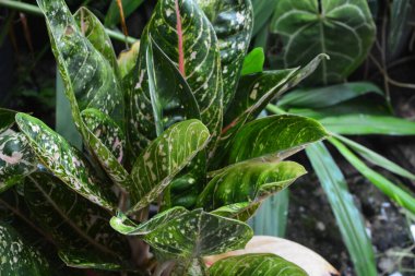 Yeni yağmış bitkiler dallara, yapraklara ve çiçeklere su bırakır. Su sırayla damlıyor ta ki hiçbir şey kalmayana kadar..