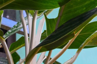 Yeni yağmış bitkiler dallara, yapraklara ve çiçeklere su bırakır. Su sırayla damlıyor ta ki hiçbir şey kalmayana kadar..