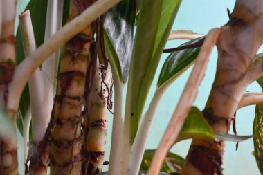 Yeni yağmış bitkiler dallara, yapraklara ve çiçeklere su bırakır. Su sırayla damlıyor ta ki hiçbir şey kalmayana kadar..