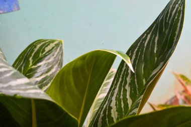 Yeni yağmış bitkiler dallara, yapraklara ve çiçeklere su bırakır. Su sırayla damlıyor ta ki hiçbir şey kalmayana kadar..