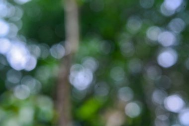 Bulanık şehir parkı bokeh arkaplanı