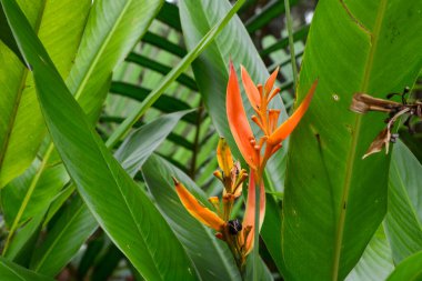 Endonezya 'dan tropik bitkiler. Endonezya 'daki Bahçeler.