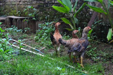 Ek yiyecek aramak için avluda başıboş gezen tavuklara sahne