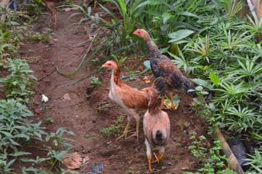 Ek yiyecek aramak için avluda başıboş gezen tavuklara sahne