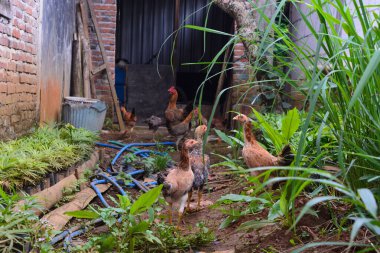 Ek yiyecek aramak için avluda başıboş gezen tavuklara sahne