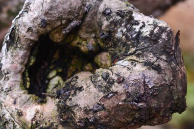 Duvarların yakın görüntüsü hala ahşaptan yapılmış, hala güçlü ve dayanıklı görünüyor..