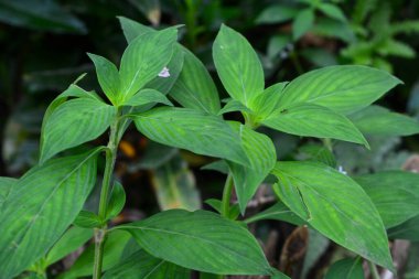 Yeni yağmış bitkiler dallara, yapraklara ve çiçeklere su bırakır. Su sırayla damlıyor ta ki hiçbir şey kalmayana kadar..