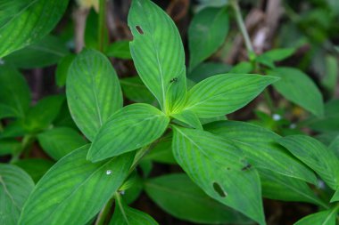 Yeni yağmış bitkiler dallara, yapraklara ve çiçeklere su bırakır. Su sırayla damlıyor ta ki hiçbir şey kalmayana kadar..