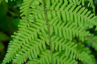 Endonezya 'dan tropik bitkiler. Endonezya 'daki Bahçeler.