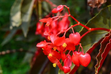 Kırmızı dudak çiçeğinin Macro fotoğrafı (Psychotria Elata)