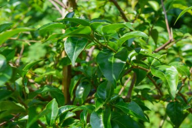 Yeni yağmış bitkiler dallara, yapraklara ve çiçeklere su bırakır. Su sırayla damlıyor ta ki hiçbir şey kalmayana kadar..