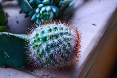 Kaktüs çiçeğinin Macro fotoğrafı (Kaktaceae)