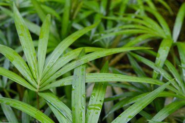 Palmiye ağacı arka planındaki palmiye yapraklarının yakın görüntüsü. Seçici odak.