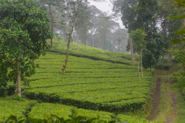 Wonosobo şehrindeki Tambi çay bahçesinin manzarası.