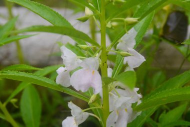 Arka planı bulanık beyaz kına çiçeğinin yakın görüntüsü. Kimse yok..
