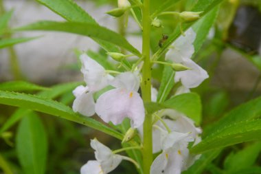 Arka planı bulanık beyaz kına çiçeğinin yakın görüntüsü. Kimse yok..