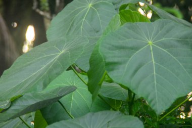 Yeni yağmış bitkiler dallara, yapraklara ve çiçeklere su bırakır. Su sırayla damlıyor ta ki hiçbir şey kalmayana kadar..