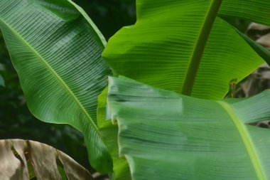 Evin bahçesinde yetişen bir muz ağacının manzarası. Muz ağaçları sadece bir kez meyve verir ve meyve verdikten sonra ölür..