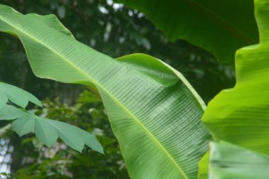 Evin bahçesinde yetişen bir muz ağacının manzarası. Muz ağaçları sadece bir kez meyve verir ve meyve verdikten sonra ölür..