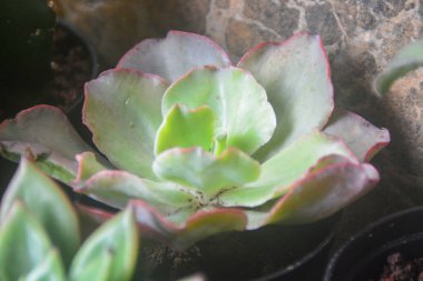 Sulu bitkilerin minyatür bir şekli vardır. Kalın yapraklar çok su içerir. Bu bitki genellikle süs bitkisi olarak kullanılmak üzere küçük saksılara ekilir..