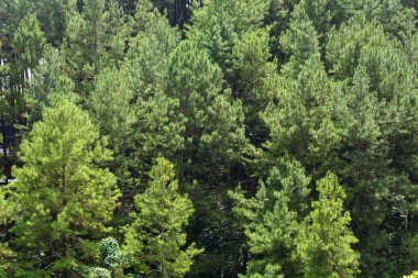 Doğal cazibe olarak kullanılan tropikal ormanların manzarası