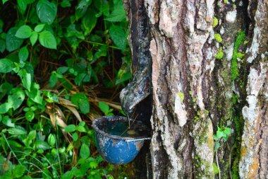 Özsuyunun alındığı bir çam ağacının yakınında..