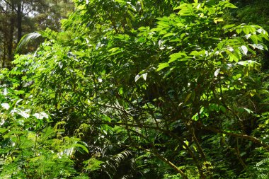 Güneydoğu Asya ülkesinden tropikal bitkilerin manzarası