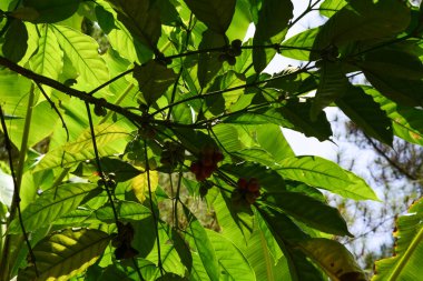 Tropik ormanlarda yetişen kahve çekirdekleri..