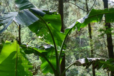 Muz ağaçları masmavi bir arka planda yemyeşil büyüyor..