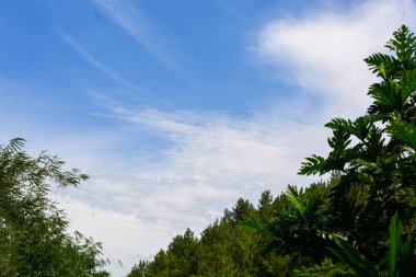 Doğal cazibe olarak kullanılan tropikal ormanların manzarası