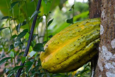 Meyveleri olan ve hasat edilmeye hazır çikolatalı kahve bitkileri..
