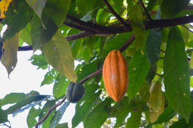 Meyveleri olan ve hasat edilmeye hazır çikolatalı kahve bitkileri..