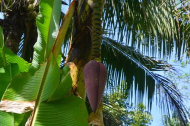 Muz ağaçları masmavi bir arka planda yemyeşil büyüyor..