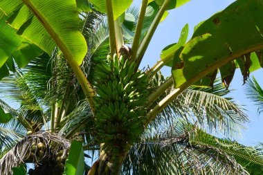 Muz ağaçları masmavi bir arka planda yemyeşil büyüyor..