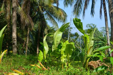 Muz ağaçları masmavi bir arka planda yemyeşil büyüyor..