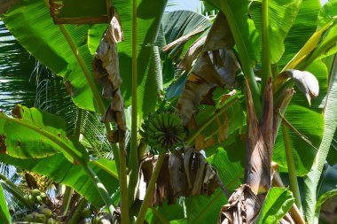 Muz ağaçları masmavi bir arka planda yemyeşil büyüyor..