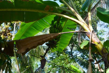 Muz ağaçları masmavi bir arka planda yemyeşil büyüyor..