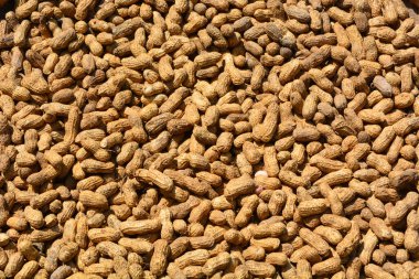 Güneşte derileri yüzülüp kurutulan düz yer fıstıkları.