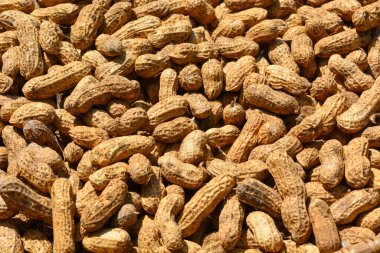 Güneşte derileri yüzülüp kurutulan düz yer fıstıkları.