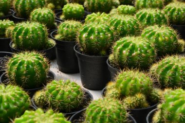 Tencerede mini kaktüs, kaktüs bitkisi dükkanı. Arka plan olarak mini kaktüs. Güzel Renkli Jimnastik Kaktüsü. Dikey fotoğraf, üst görünüm.