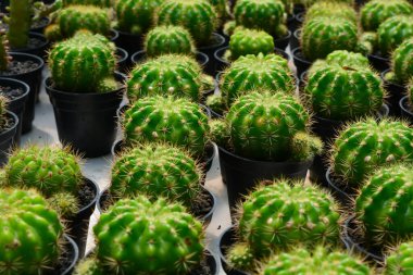 Tencerede mini kaktüs, kaktüs bitkisi dükkanı. Arka plan olarak mini kaktüs. Güzel Renkli Jimnastik Kaktüsü. Dikey fotoğraf, üst görünüm.