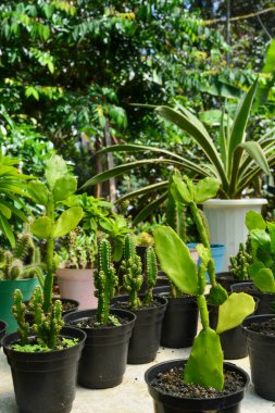 Önden bakıldığında küçük saksı sulu bitkiler. Kimse yok..