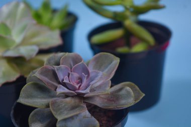 Siyah tencereli sulu bir fotoğraf.