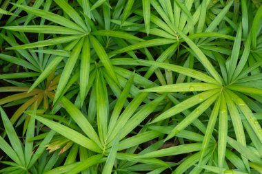 Evin etrafında küçük bitkiler yatıyordu.