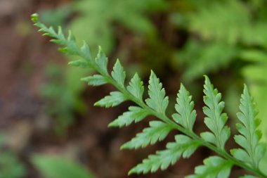 Evin etrafında küçük bitkiler yatıyordu.