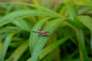Evin etrafında küçük bitkiler yatıyordu.