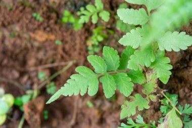 Evin etrafında küçük bitkiler yatıyordu.